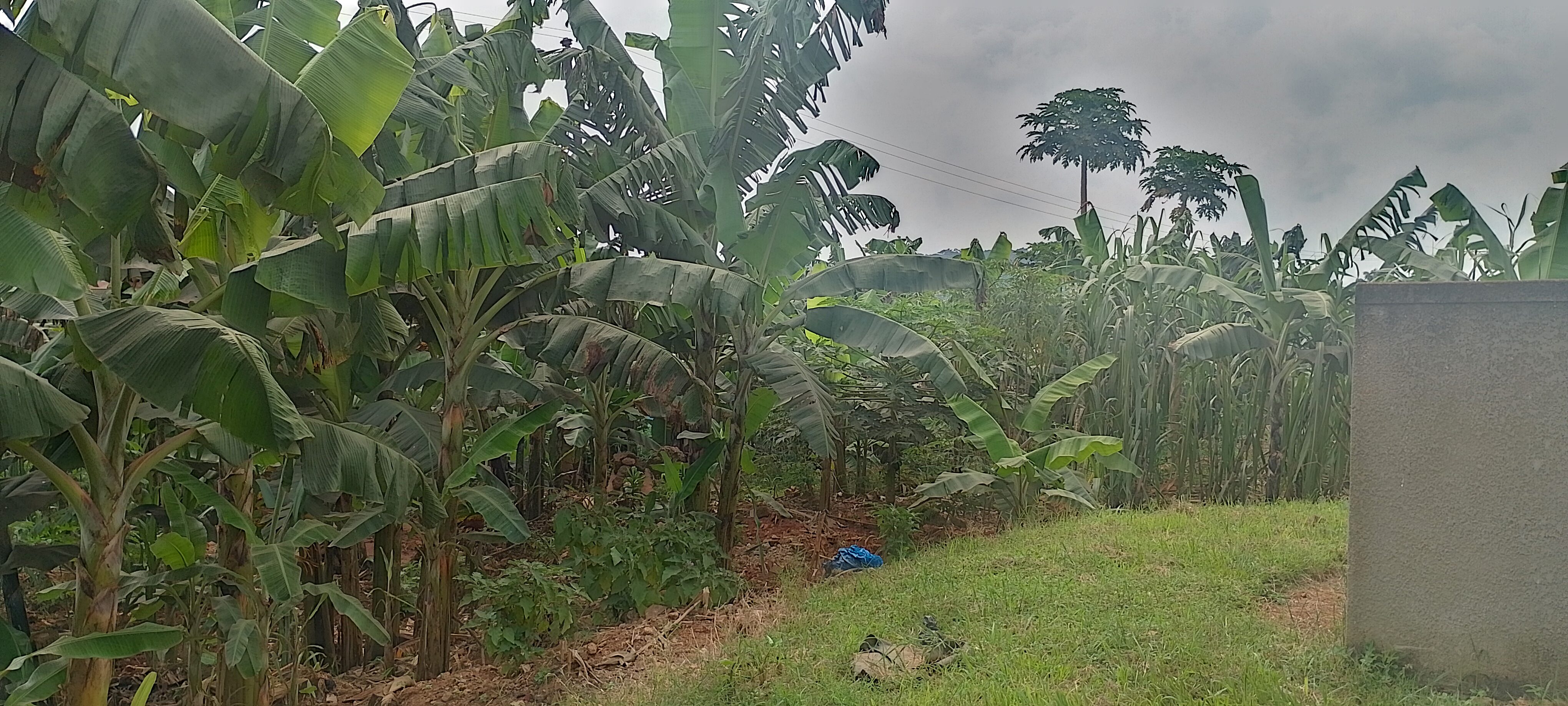 Students Practicing Agriculture